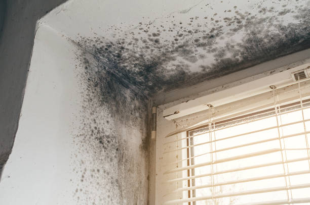 Affordable Bathroom Mold Removal solutions in Harbert, MI